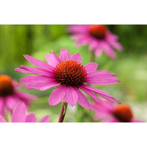 Zonnehoed - Set van 10 - Echinacea purpurea - Wortelstokken - Roze