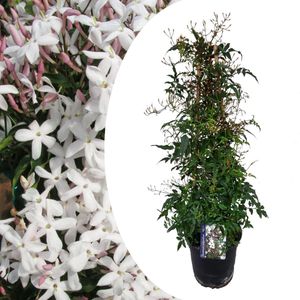 Plant in a Box - Jasminum polyanthum - Jasmijn tuinplant Piramide - Groenblijvende klimplant - Pot 17cm - Hoogte 60-70cm