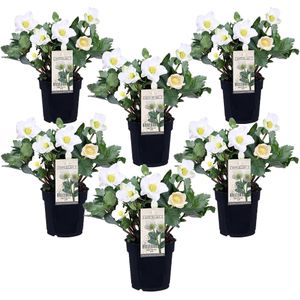 Plant in a Box - Helleborus niger Mont Blanc - set van 6 - Kerstrozen winterhard - tuinplanten - Pot 12cm - Hoogte 20-30cm