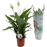 Plant in a Box Lepelplant - Spathiphyllum Lima Hoogte 60-75cm - groen 1721701