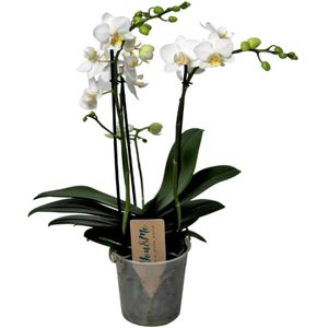 Schmetterlingsorchidee - Phalaenopsis Multiflora - Höhe 35-45cm - ?12cm