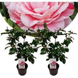Plant in a Box - Camellia japonica ""Bonomiana"" - Set de 2 - Japanse roos - Camellia plant winterhard - Pot 15cm - Hoogte 50-60cm
