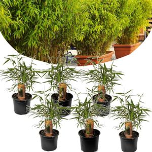 Plant in a Box - Set van 6 Fargesia Rufa - Niet woekerende bamboe winterhard - Pot 13cm - Hoogte 25-40cm
