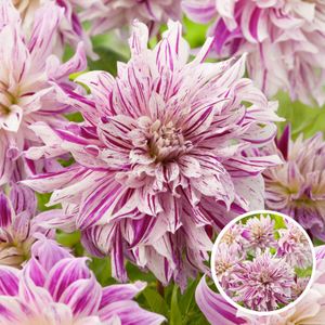 Dahliaknollen - Set van 3 - Dahlia'Bristol Stripe'- Roze