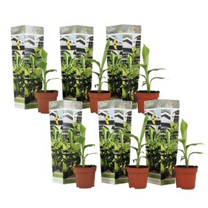 Plant in a Box - Musa Basjoo - Set van 6 - Winterharde bananenplanten - Tuinbanaan - Pot 9cm - Hoogte 25-40cm