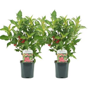 Plant in a Box - Weigela Red Prince - Set van 2 - pot 17cm - hoogte 25-40cm - struik