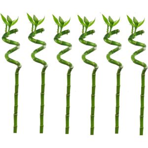Plant in a Box - Dracaena sanderiana - Set van 6 - Geluksbamboe - Leliefamilie - Kamerplant - Hoogte 40-50cm
