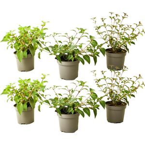 Plant in a Box - Mix van 6 Fuchsia magellanica - Delta Sarah, Lady Thumb, Fuchsia Ricartonnii - Bloeiende tuinplanten - Pot 9cm - Hoogte 10-20cm