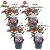 Physocarpus 'Lady in Red' - Set van 4 - struik - pot 17cm - Hoogte 30-40cm - Phy. Lady in Red P17 x4