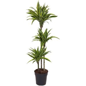 Dracaena fragrans Deremensis - Lemon Lime - Pot 24cm - Hoogte 130-140cm Dracaena Lemon Lime P24