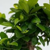 Bonsaibaum - Ficus microcarpa - Höhe 30-40cm - ?12cm