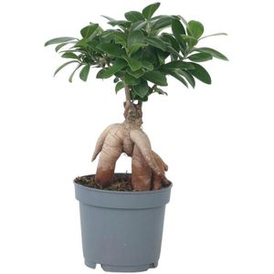 Plant in a Box - Ficus Ginseng - Japanse Bonsai Kamerplanten - Pot 12cm - Hoogte 30-40cm