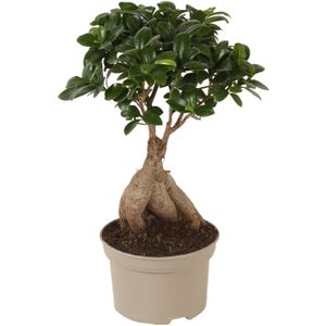 Plant in a Box - Bonsaibaum - Ficus microcarpa - Höhe 30-40cm - Topf 12cm