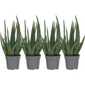 Plant in a Box - Set van 4 Aloë Vera - Kamerplanten - Succulenten - Pot 10,5cm - Hoogte 25-40cm