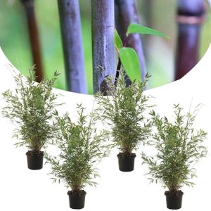 Plant in a Box Niet Woekerende bamboe - Fargesia Nitida Gansu Set van 4 Hoogte 50-70cm - groen 2221704