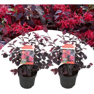 Heksenstruik - Set van 2 - Loropetalum'Ever Red'- Hoogte 25-35cm -⌀13cm