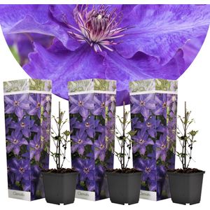 Clematis - Set van 3 - Tuinplant - Paars - Klimplant - Pot 9cm - Hoogte 25-40cm Clematis Purple x3