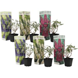 Vlinderstruik - Set van 6 - Buddleja davidii - Hoogte 25-40cm -⌀9cm