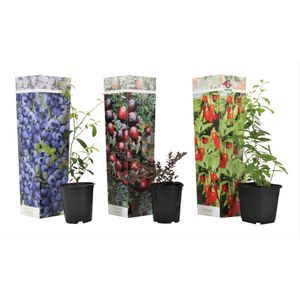 Plant in a Box Fruitboom - Goji, Bosbes & Veenbes Mix van 3 Hoogte 25-40cm - groen 2567003