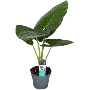 Alocasia Odora - 'Olifantsoor' - Pot 17cm - Hoogte 55-75cm - Alocasia Odora P17