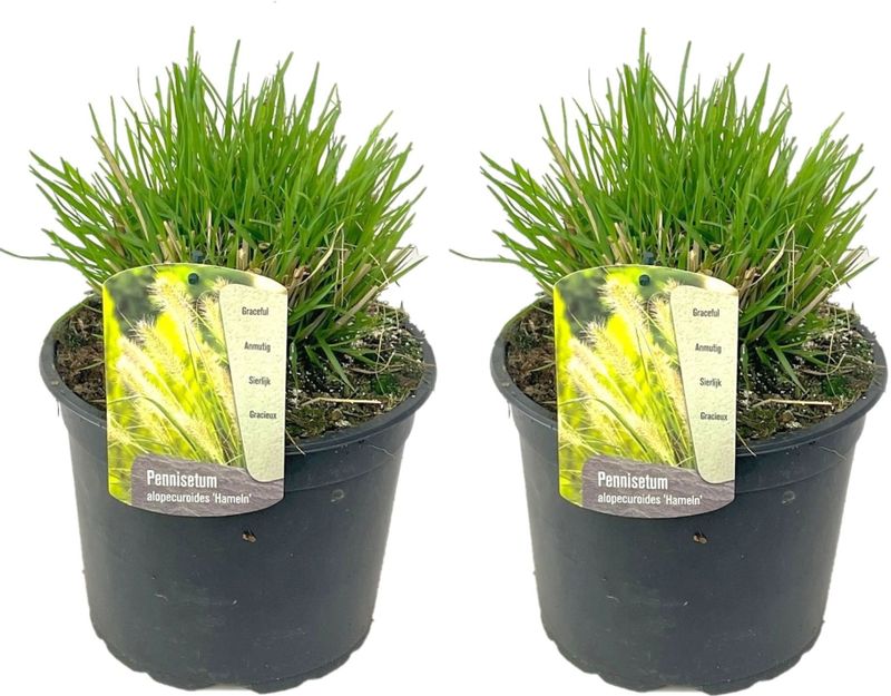 Lampenputzergras - 2 Stk - Pennisetum'Hameln'- Höhe 20-30cm - ?23cm