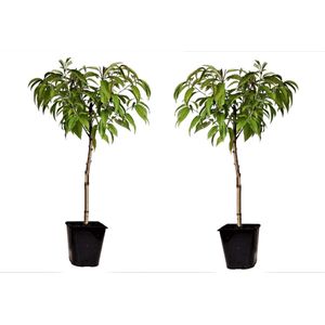 Plant in a Box Pruimenboom - Prunus Persica Bonanza Set van 2 Hoogte 60-70cm - groen 2555002