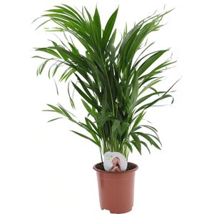 Plant in a Box - Dypsis Lutescens - Areca - Goudpalm - Luchtzuiverende groene kamerplant - Pot 17cm - Hoogte 60-70cm