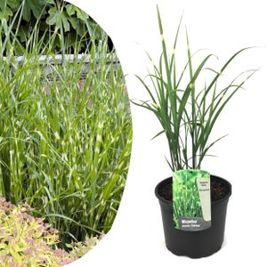 Plant in a Box Chinees prachtriet - Sinensis Zebrinus Hoogte 20-30cm - groen 2215231