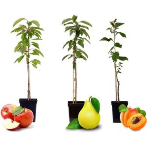 Plant in a Box - Fruitbomen - mix van 3 - appels, peer - Malus Braeburn, Pyrus 'Doyenne du Comice', Malus 'Baya Marisa' - Pot 9cm - Hoogte 60-70cm