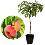 Plant in a Box Perzikboom - Prunus Persica Saturne Hoogte 60-70cm - groen 2574001