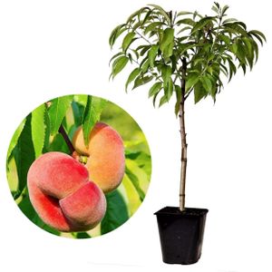 Plant in a Box - Prunus Persica 'Saturne' - Perzikboom - Fruitboom - Winterharde boom - Potplant - Tuinplant - Pot 15 cm - Hoogte 60-70cm