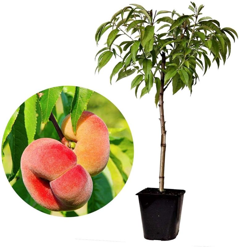 Pfirsichbaum - Prunus persica'Saturne'- Höhe 60-70cm - ?15cm