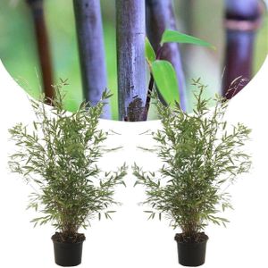 Plant in a Box - Fargesia nitida 'Gansu' - Set van 2 - Wintergroene niet woekerende bamboe - Pot 17cm - Hoogte 50-70cm