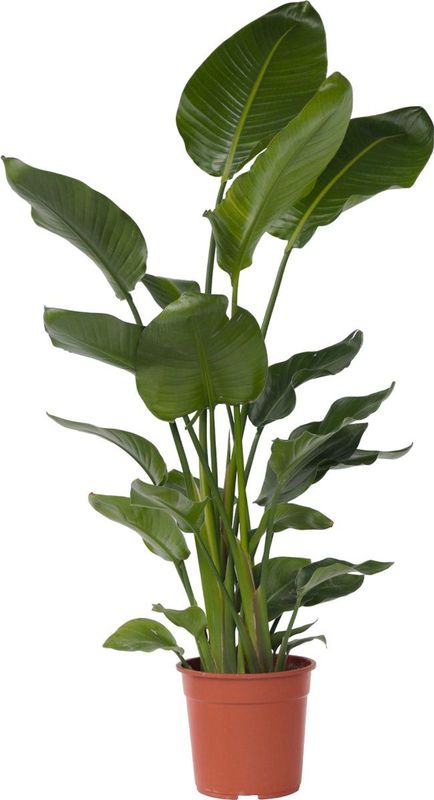 Plant in a Box - Paradiesvogelblume - Strelitzie - Strelitzia nicolai - Höhe 150-170cm - Topf 28cm