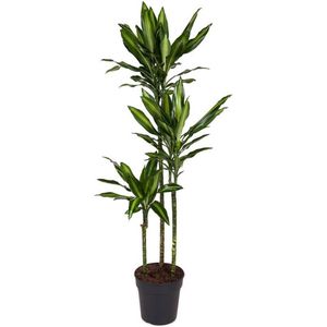 Plant in a Box Drakenboom - Dracena Fragrans Cintho Hoogte 140-150cm - meerkleurig 4802241