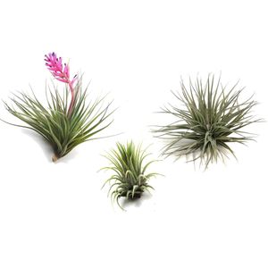 Plant in a Box - Tillandsia - Mix van 3 - Luchtplantjes - Kamerplanten - Decoratief - Hoogte 5-15cm