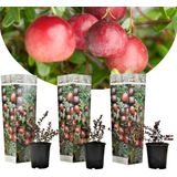 Cranberry - Set van 3 - Eetbaar - Tuinplanten - Pot 9cm - Hoogte 10-20cm Cranberry x3