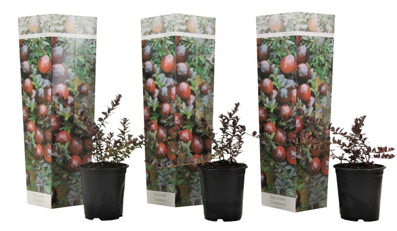 Preiselbeere - 3 Stk - Vaccinium macrocarpon'Cranberry'- Höhe 10-20cm - ?9cm