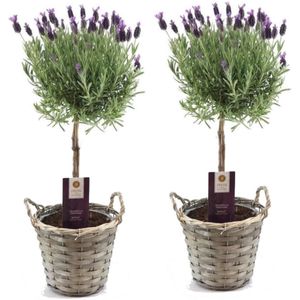 Plant in a Box - Lavandula stoechas 'Anouk' - Lavendelbomen in mand - Set van 2 - Pot 15cm - Hoogte 45-55cm - Winterhard - Tuinplanten