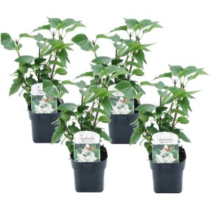 Plant in a Box - Syringa vulgaris 'Mme Lemoine' - Set van 4 sierstruiken - Prachtige witte geurende bloemen - Pot 17cm - Hoogte 25-40cm