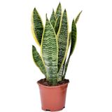 Plant in a Box Vrouwentong - Sansevieria Laurentii Hoogte 30-40cm - groen 3118121