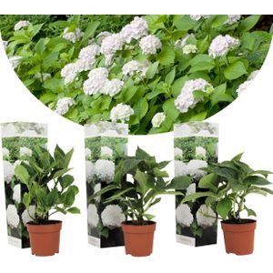 Plant in a Box Hortensia - Hydrangea macrophylla Wudu Set van 3 Hoogte 25-40cm - groen 2543023