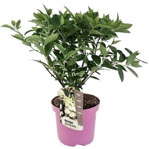 Plant in a Box Pluim Hortensia - Hortensia Confetti Hoogte 25-40cm - groen 2290001