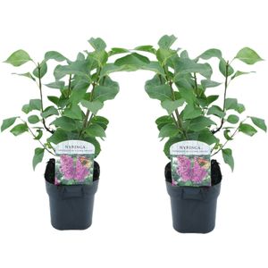 Plant in a Box - Syringa vulgaris 'Ludwig Spath' - Set van 2 - Sierheester voor in de tuin - Heester met paar-rode bloemen - Pot 17cm - Hoogte 25-40cm