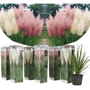 Cortaderia selloana - Mix van 6 - Pampasgras - Wit&Roze -⌀9cm - Hoogte 25-40cm