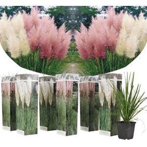 Plant in a Box - Mix van 6 Pampasgrassen - Cortaderia selloana - Wit,Roze - Pot 9cm - Hoogte 25-40cm