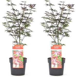 Plant in a Box - Acer palmatum Starfish - Set van 2 - Japanse esdoorn winterhard - Pot 19cm - Hoogte 60-70cm