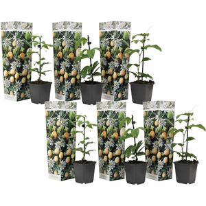 Plant in a Box - Set van 6 Passiflora Edulis - Passievrucht - Klimplant - Pot 9cm - Hoogte 25-40cm