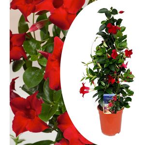 Plant in a Box - Mandeville 'Rio Deep Red' - Dipladenia - Bloeiende tuinplant - Klimplant - Terras- en balkon plant - Pot 17cm - Hoogte 60-70cm