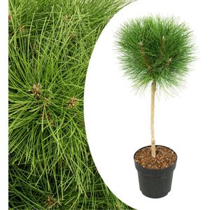 Plant in a Box Dwergden - Pinus Summer Breeze Hoogte 70-80cm - groen 3053241